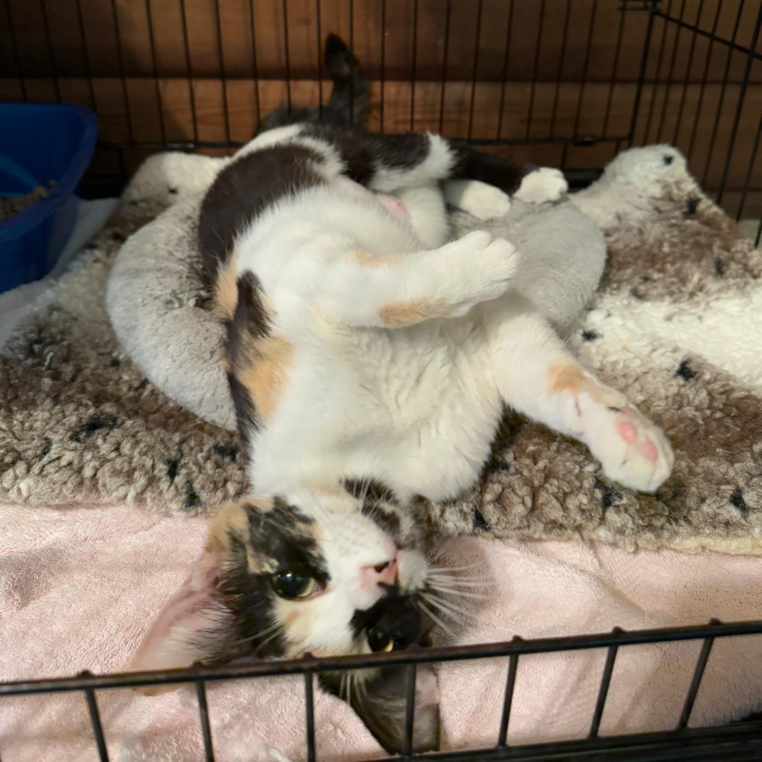 Gypsy, ADOPTABLE, Young Female Domestic Short Hair & Sphynx / Hairless Cat.