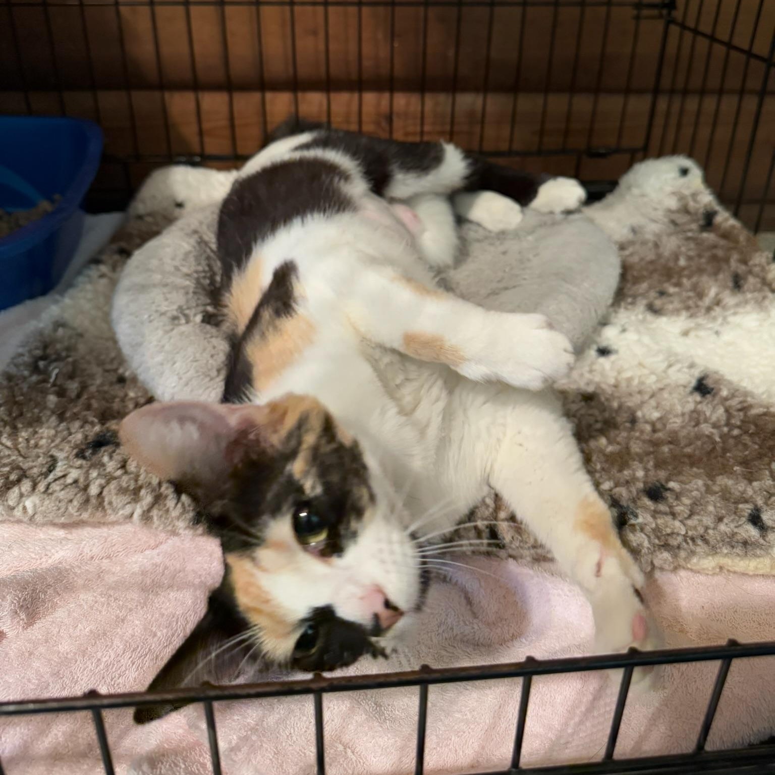 Enlarge Gypsy, a ADOPTABLE mixed breed in Kent, WA image 3/3