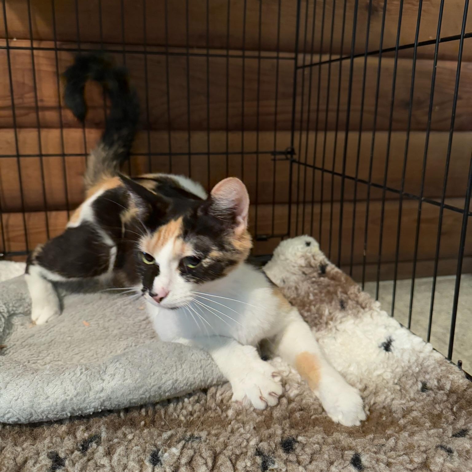 Enlarge Gypsy, a ADOPTABLE mixed breed in Kent, WA image 2/3