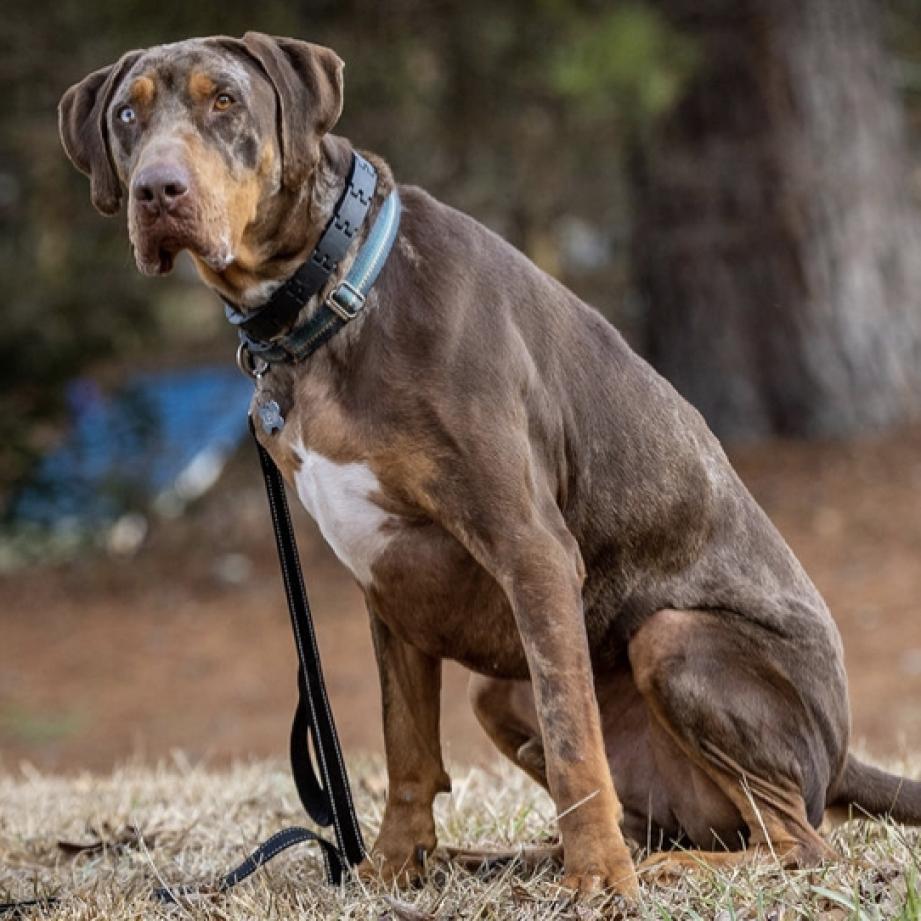 Levi, a Adoptable Catahoula Leopard Dog in Peachtree City, GA image 1/4