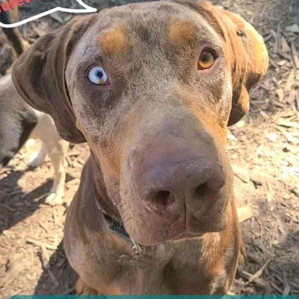Levi, a Adoptable Catahoula Leopard Dog in Peachtree City, GA image 2/4