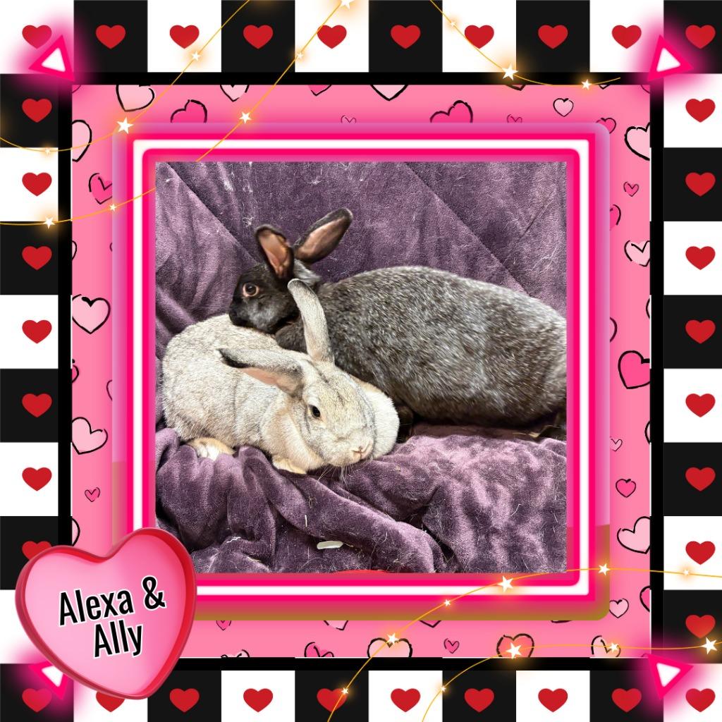 Alexa, Adoptable, Adult Female Bunny Rabbit.