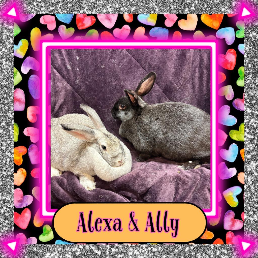Enlarge Alexa, a Adoptable Bunny Rabbit in Elizabethtown, KY image 2/3