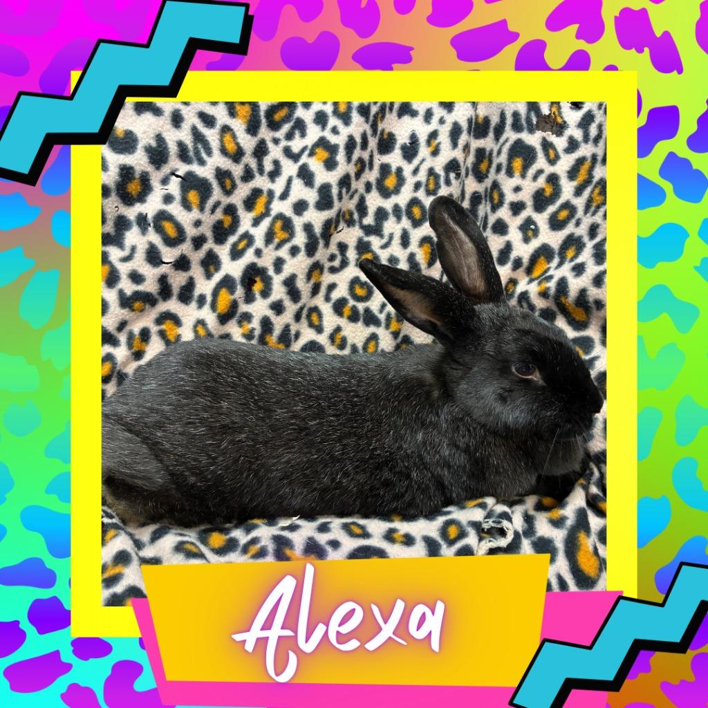Enlarge Alexa, a Adoptable Bunny Rabbit in Elizabethtown, KY image 3/3