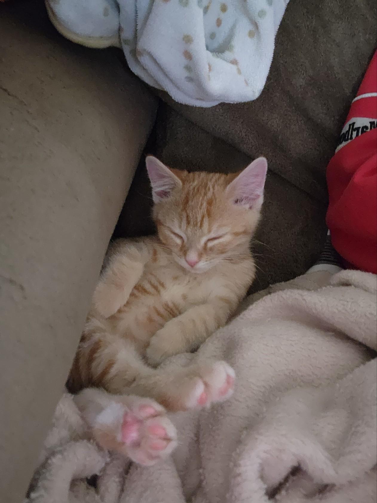 Miig, Adoptable, Kitten Female Domestic Short Hair.