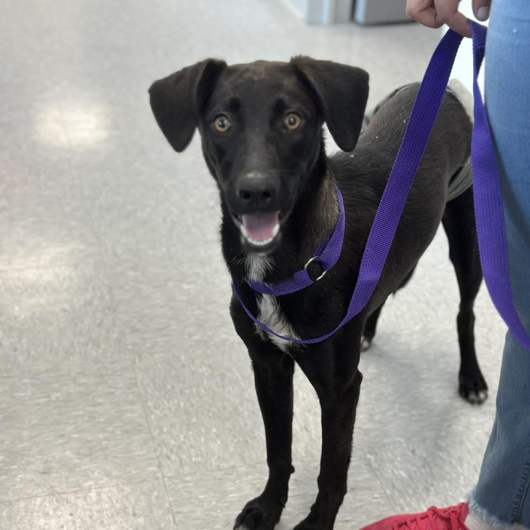 Hope, Adoptable, Young Female Black Labrador Retriever.