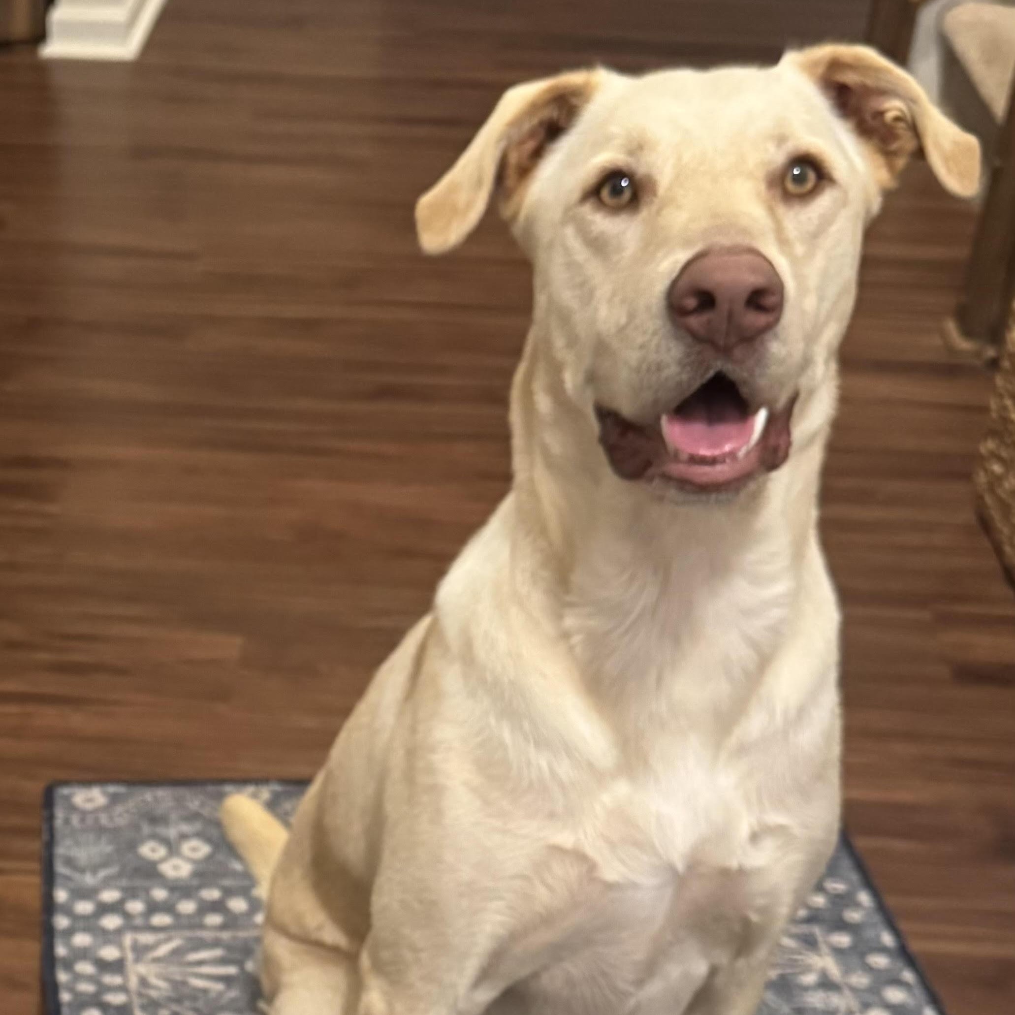 Enlarge Ford, a ADOPTABLE Yellow Labrador Retriever in Charlotte, NC image 1/1