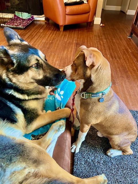 Enlarge Tucker, a ADOPTABLE mixed breed in Pleasant Hill, CA image 2/5