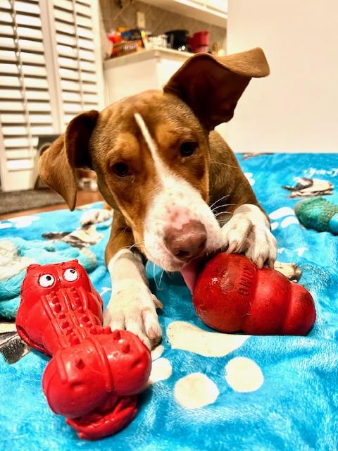 Enlarge Tucker, a ADOPTABLE mixed breed in Pleasant Hill, CA image 1/5