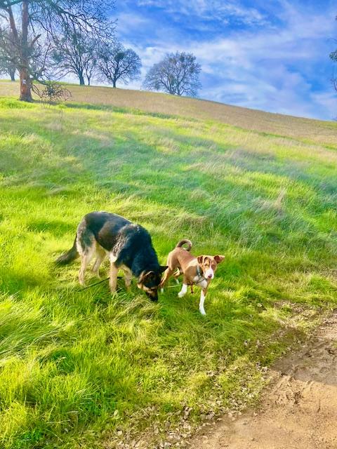 Enlarge Tucker, a ADOPTABLE mixed breed in Pleasant Hill, CA image 4/5