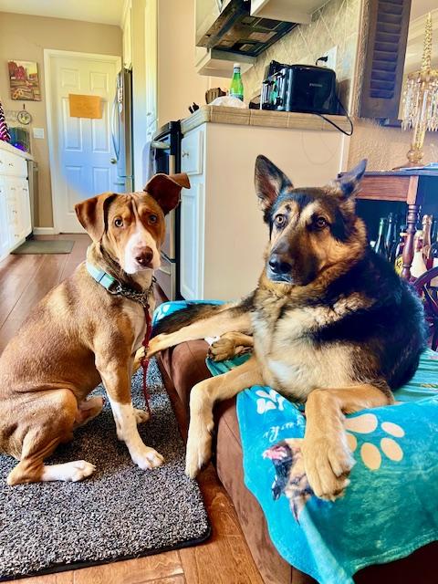Enlarge Tucker, a ADOPTABLE mixed breed in Pleasant Hill, CA image 3/5