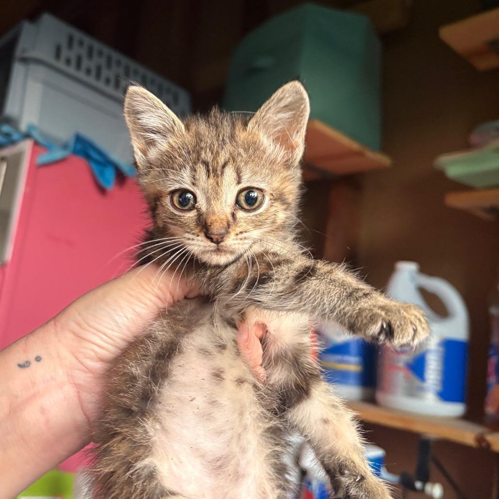 Enlarge Quinn (bonded w/ Brittany), a Adoptable Domestic Short Hair in Louisville, KY image 2/6