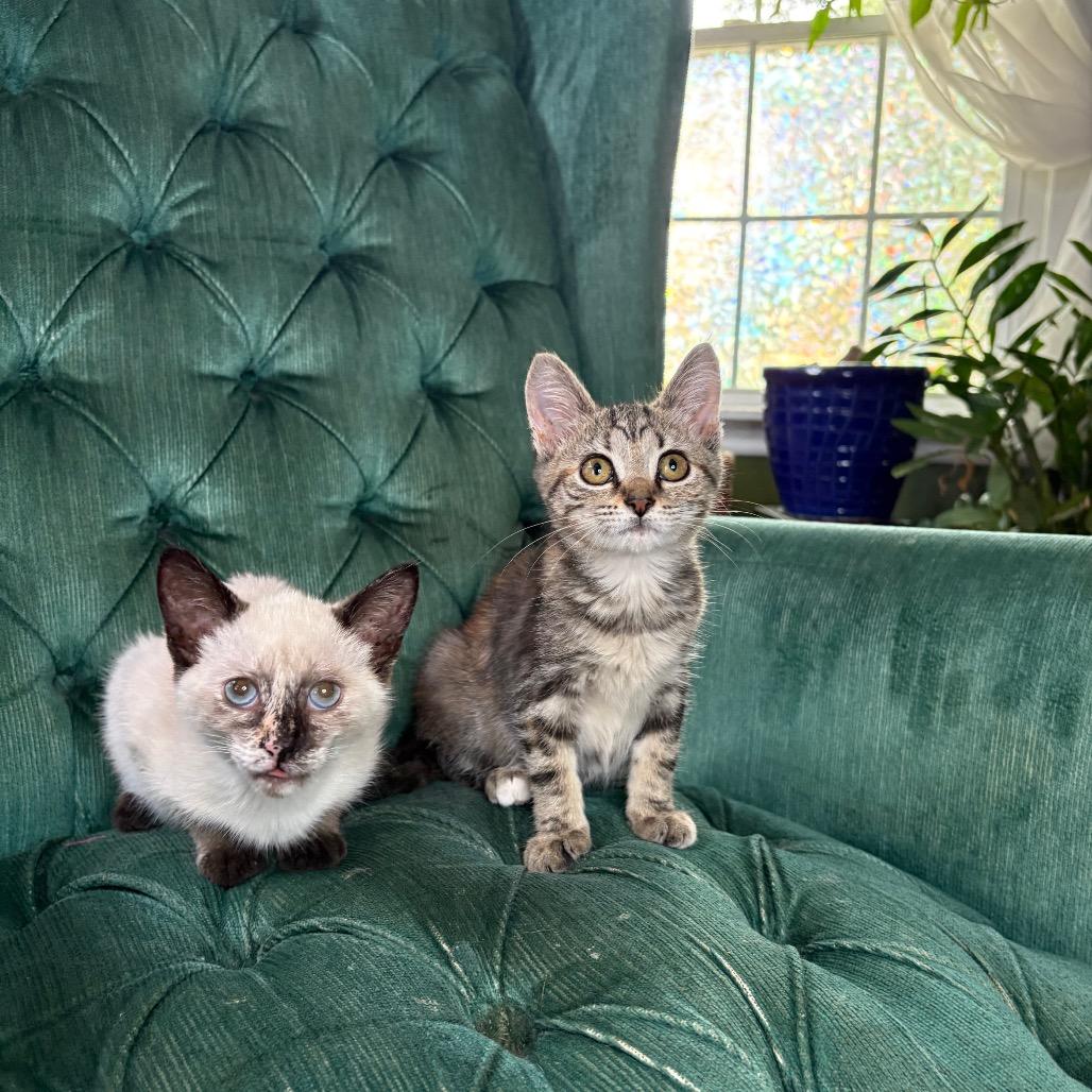 Enlarge Quinn (bonded w/ Brittany), a Adoptable Domestic Short Hair in Louisville, KY image 5/6