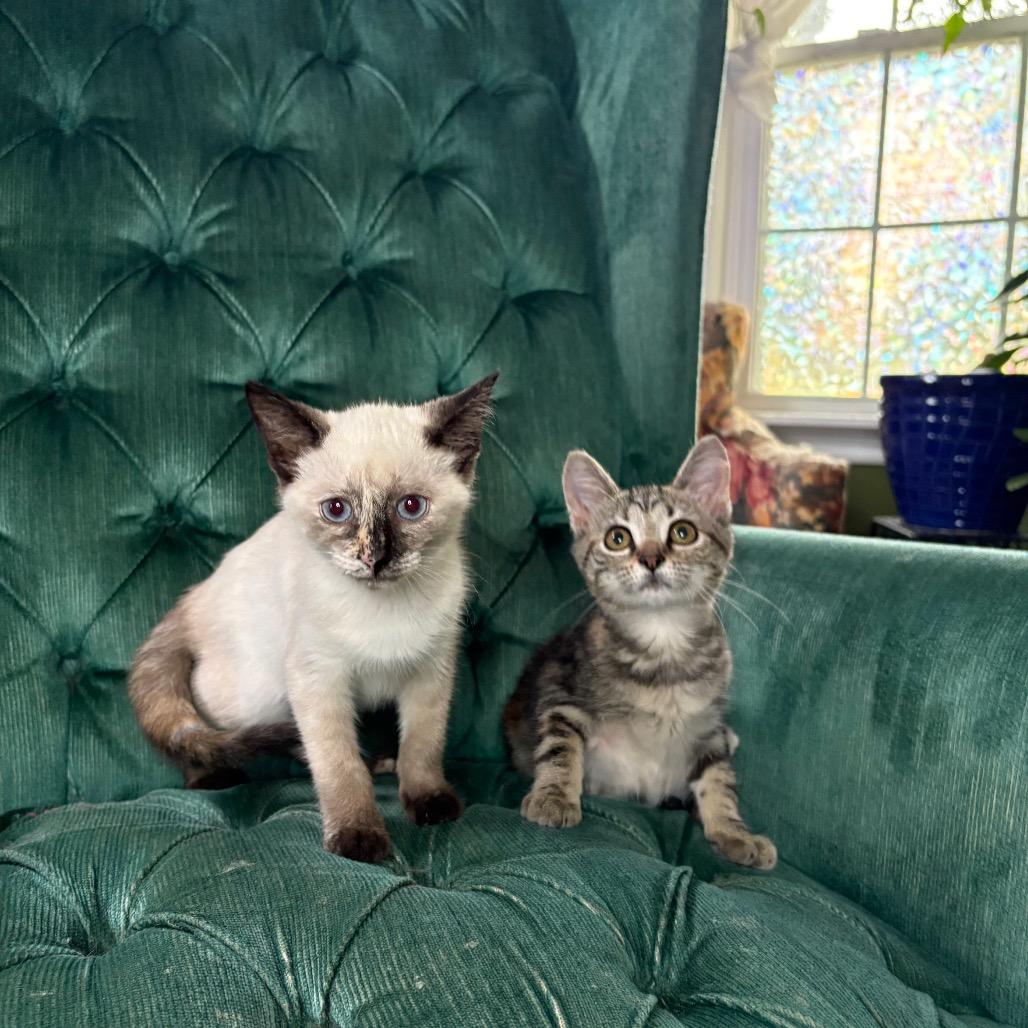 Quinn (bonded w/ Brittany), Adoptable, Kitten Female Domestic Short Hair.