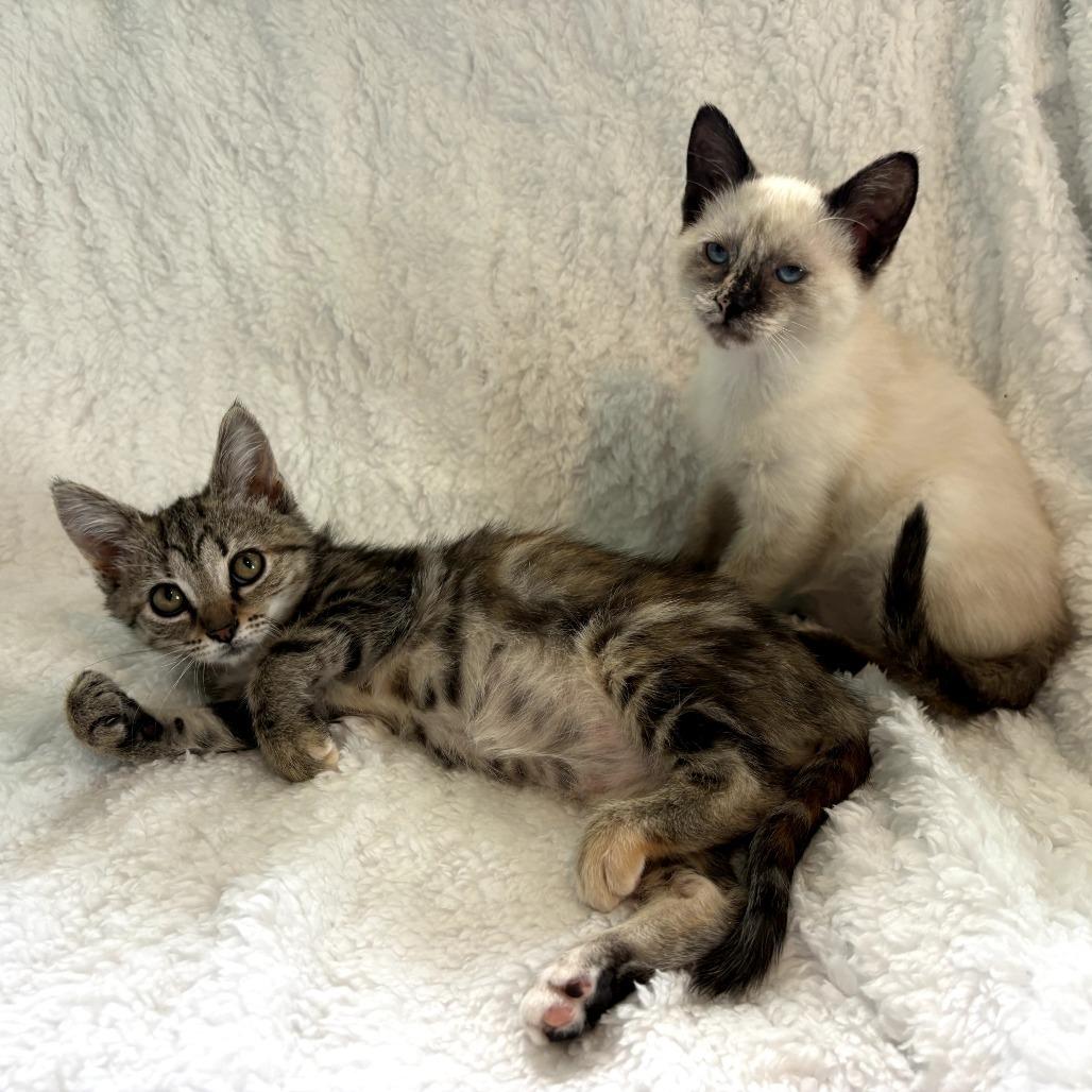 Enlarge Quinn (bonded w/ Brittany), a Adoptable Domestic Short Hair in Louisville, KY image 6/6