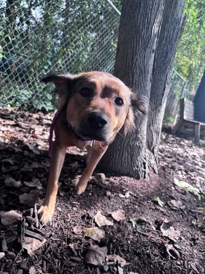 Rae, Adoptable, Adult Female Mixed Breed & Mixed Breed.