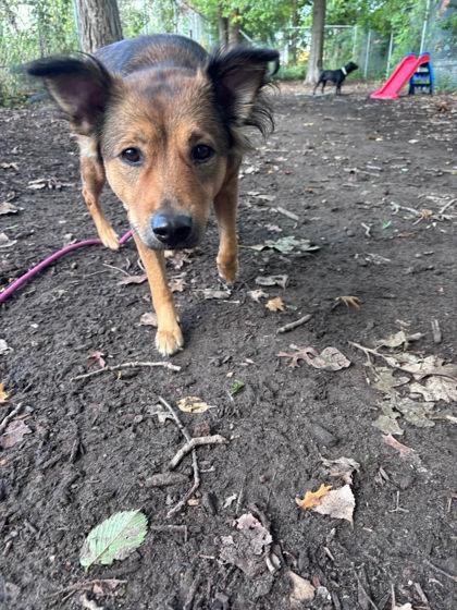 Enlarge Rae, a Adoptable mixed breed in Hobart, IN image 2/3