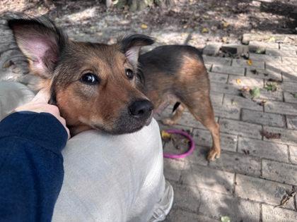 Enlarge Rae, a Adoptable mixed breed in Hobart, IN image 3/3