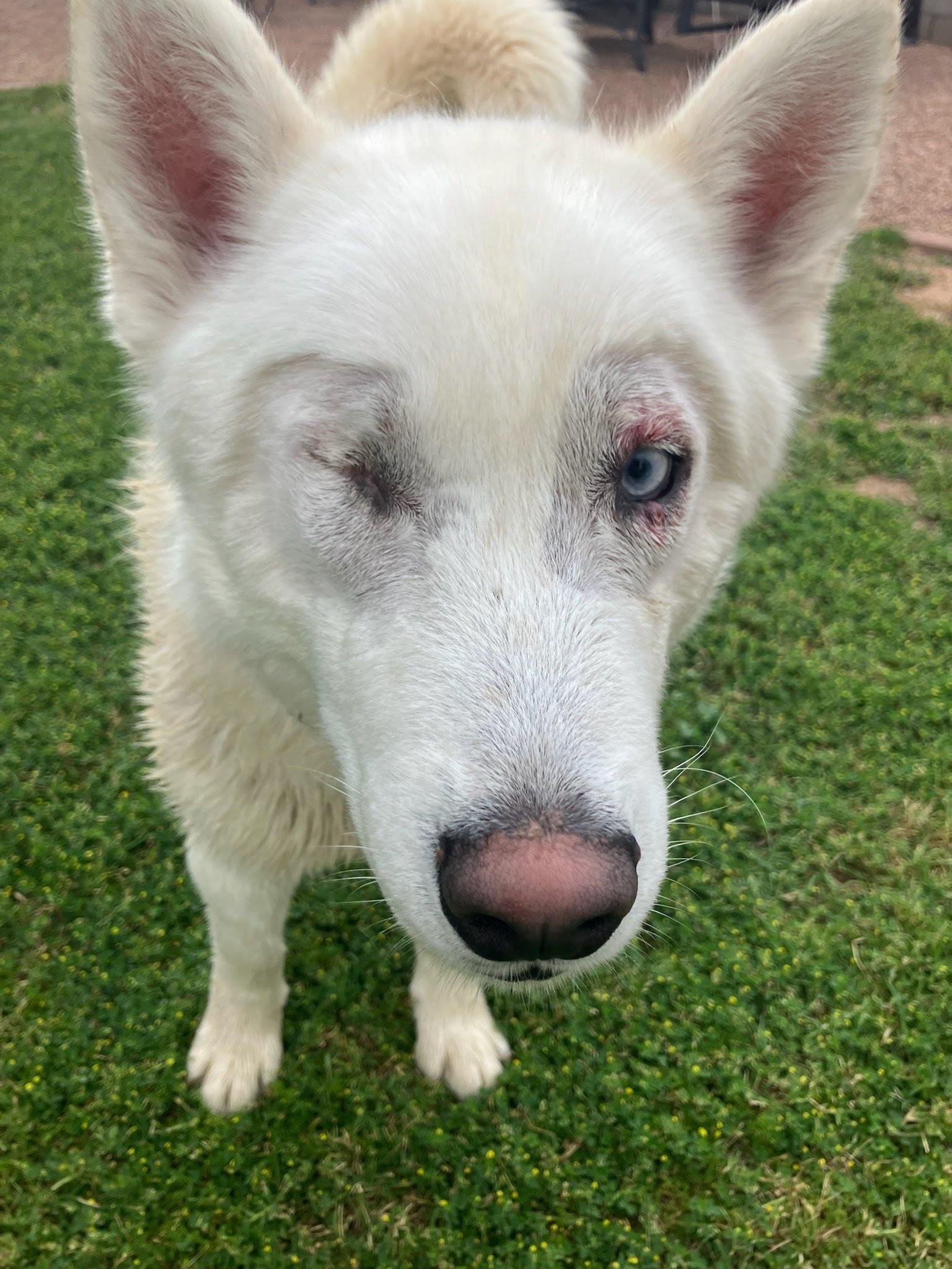 Corvinus, a Adoptable mixed breed in Scottsdale, AZ image 5/5