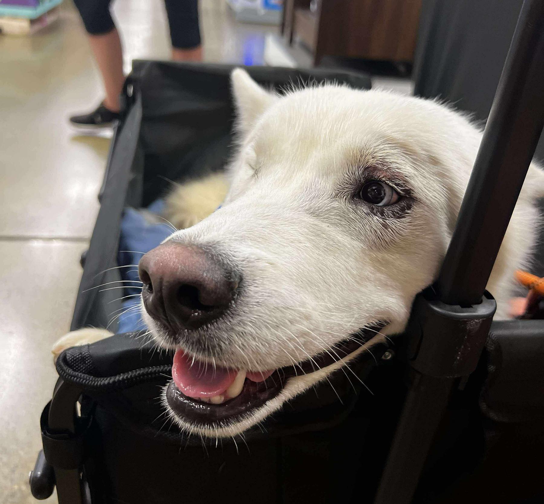 Corvinus, a Adoptable mixed breed in Scottsdale, AZ image 4/5