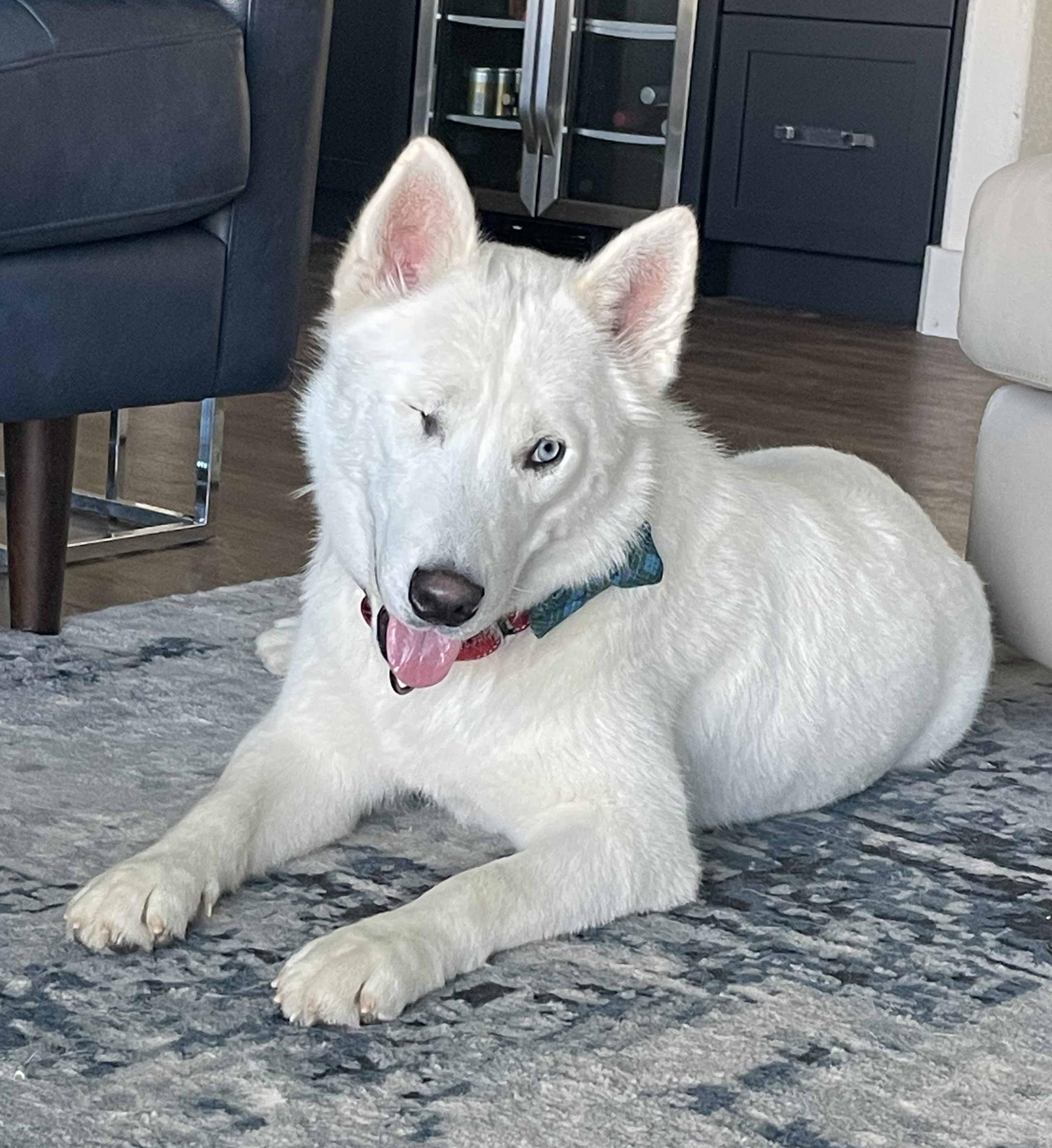 Corvinus, Adoptable, Young Male Siberian Husky & Husky.