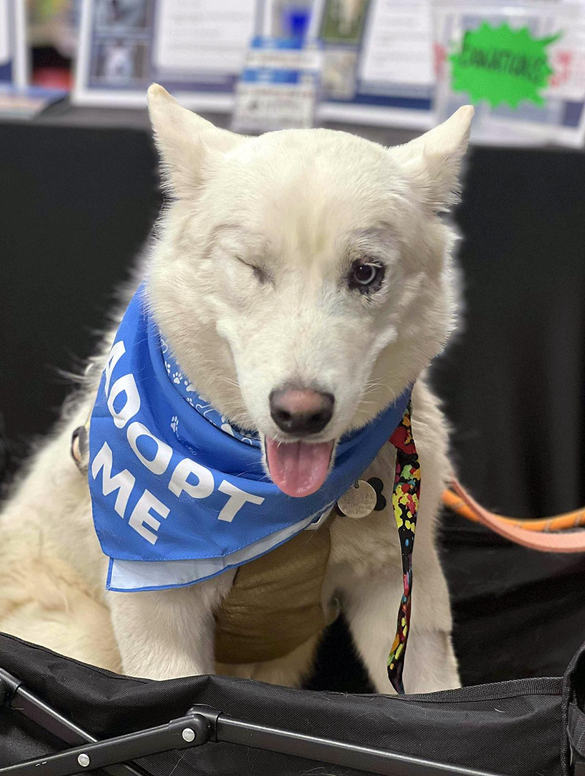 Corvinus, a Adoptable mixed breed in Scottsdale, AZ image 3/5