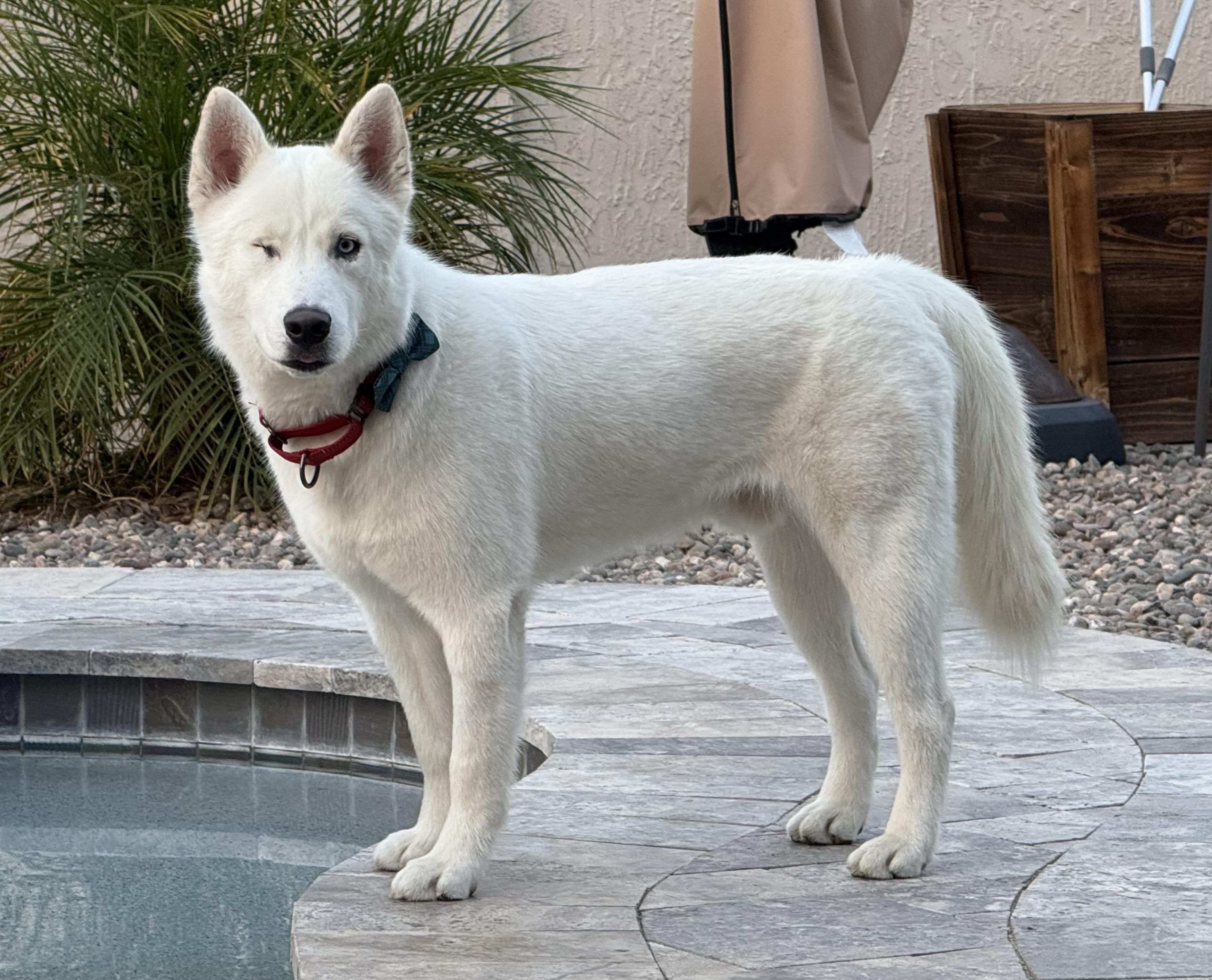 Corvinus, a Adoptable mixed breed in Scottsdale, AZ image 2/5