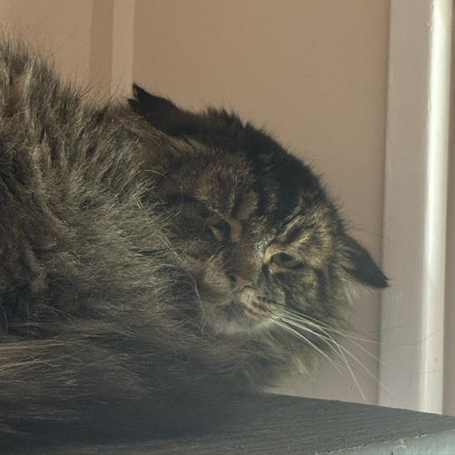 Rufio, Adoptable, Adult Male Domestic Medium Hair & Maine Coon.