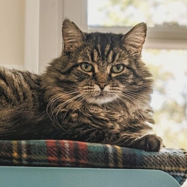 Enlarge Rufio, a Adoptable mixed breed in Santa Fe, NM image 2/4