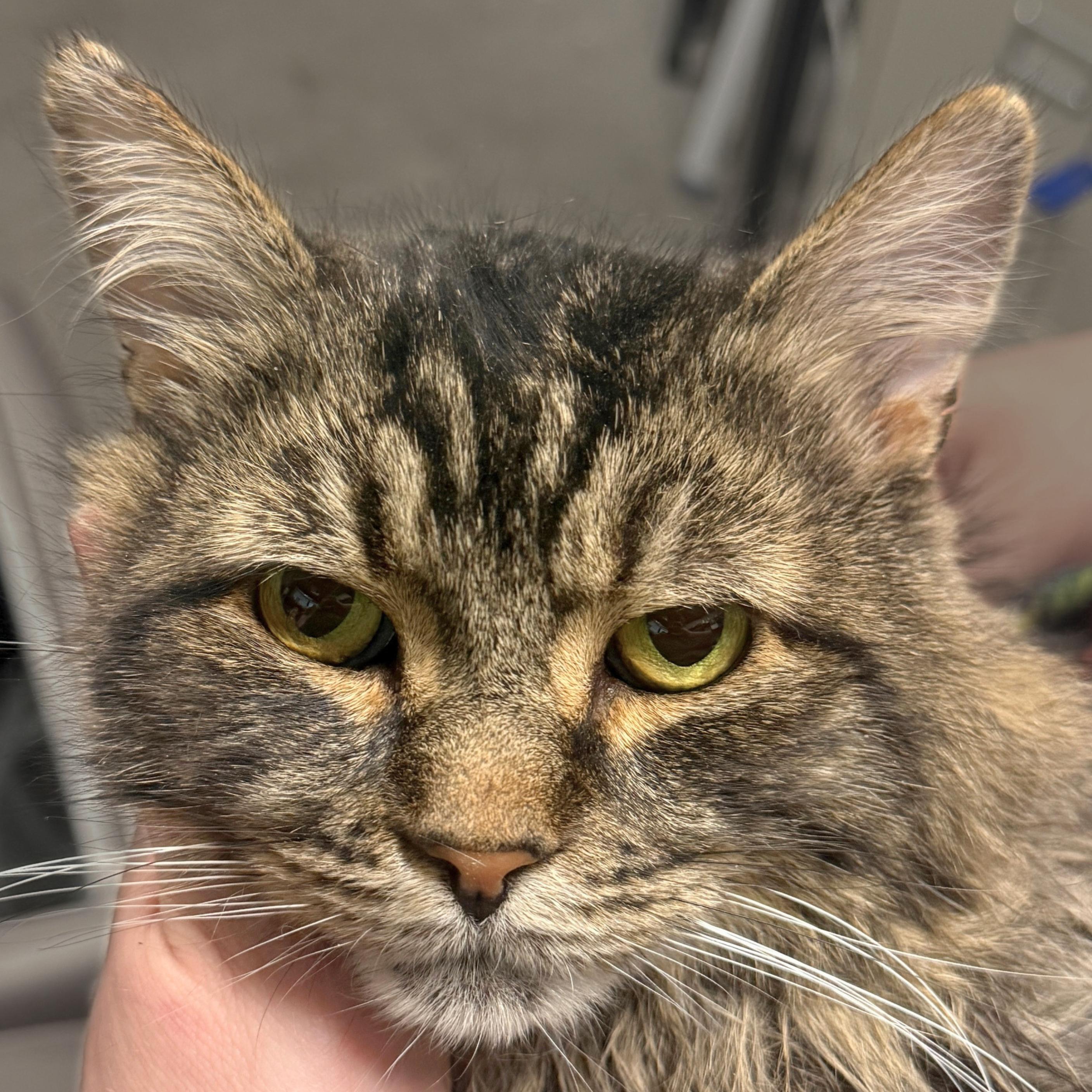 Rufio, a Adoptable mixed breed in Santa Fe, NM image 1/2