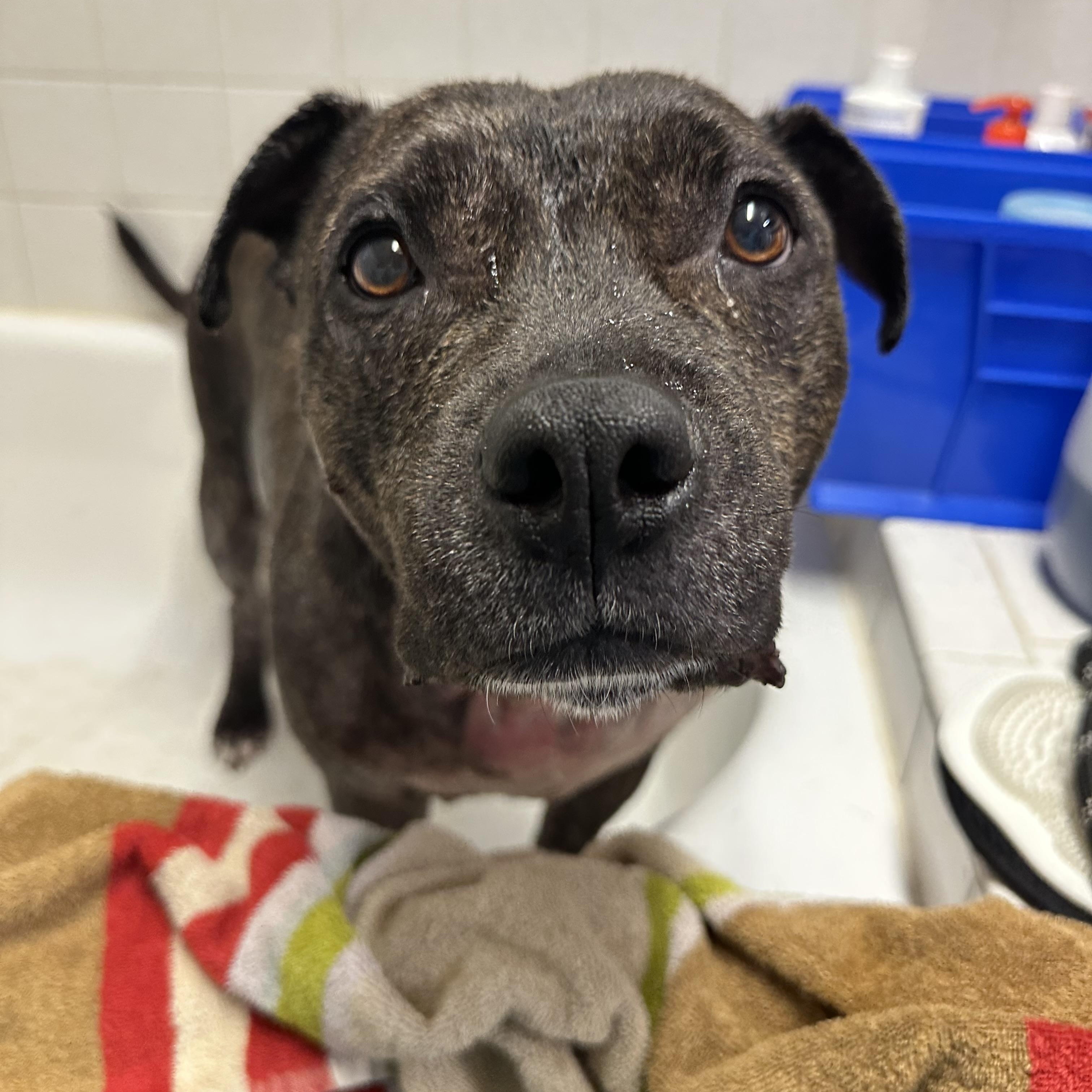 Enlarge Betty, a Adoptable mixed breed in New Port Richey, FL image 1/2