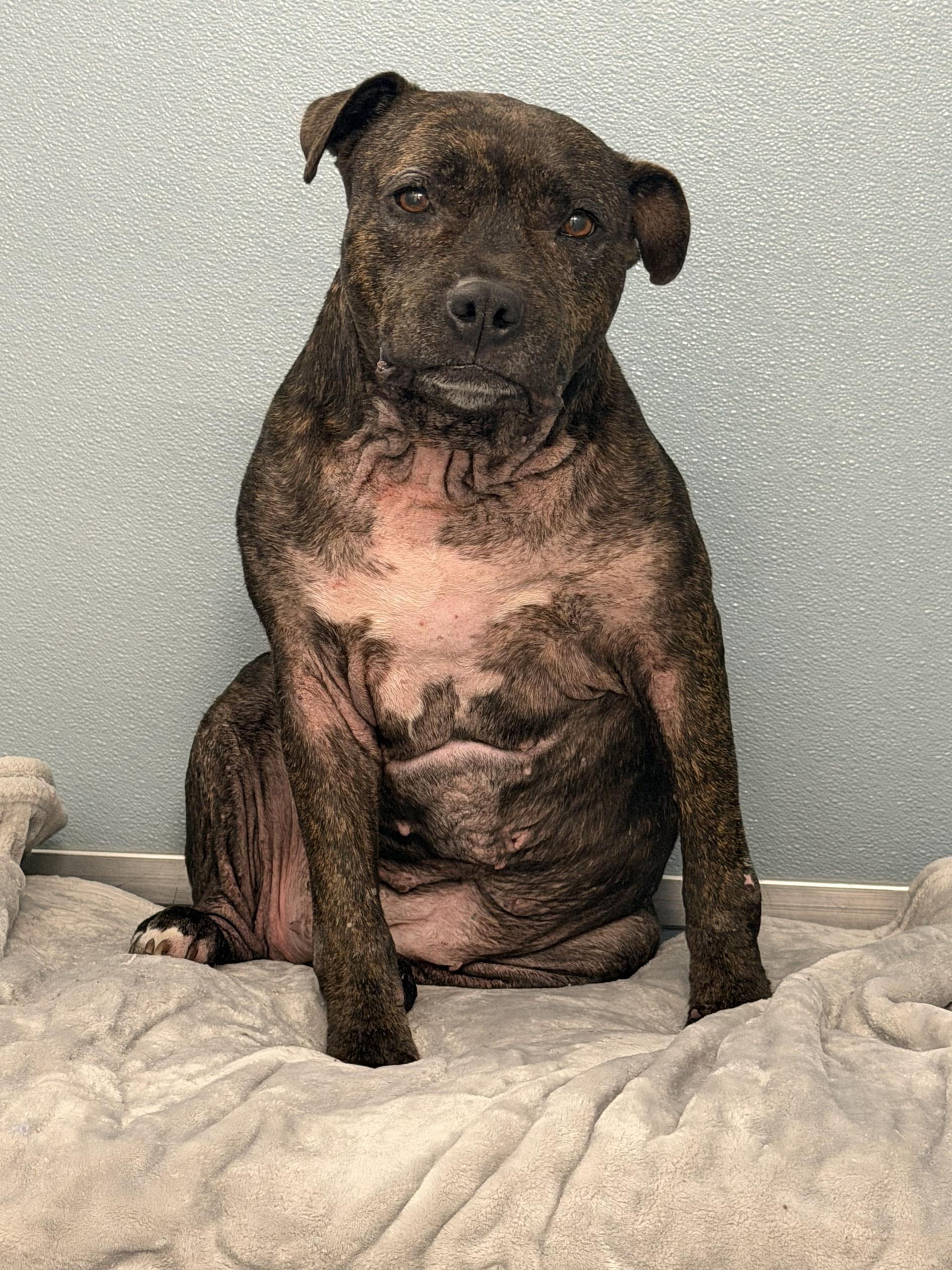 Enlarge Betty, a Adoptable mixed breed in New Port Richey, FL image 2/2