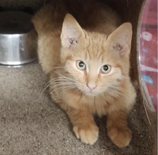 Enlarge CHESTNUT, a Adoptable mixed breed in Anchorage, AK image 1/1