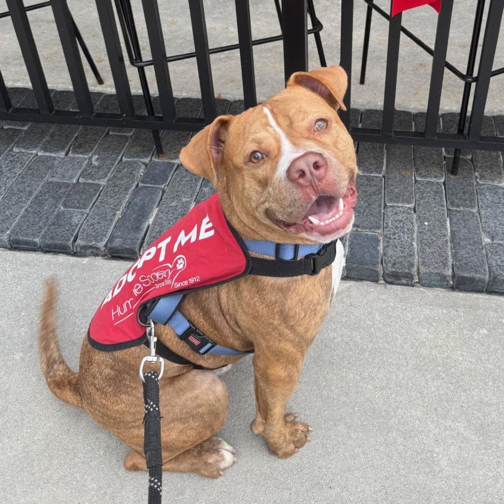 Snoopy Jay, Adoptable, Adult Male Terrier & Terrier.