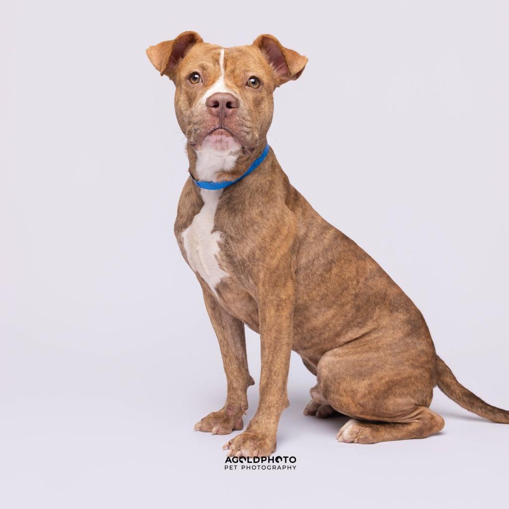 Enlarge Snoopy Jay, a Adoptable mixed breed in Tampa, FL image 1/3