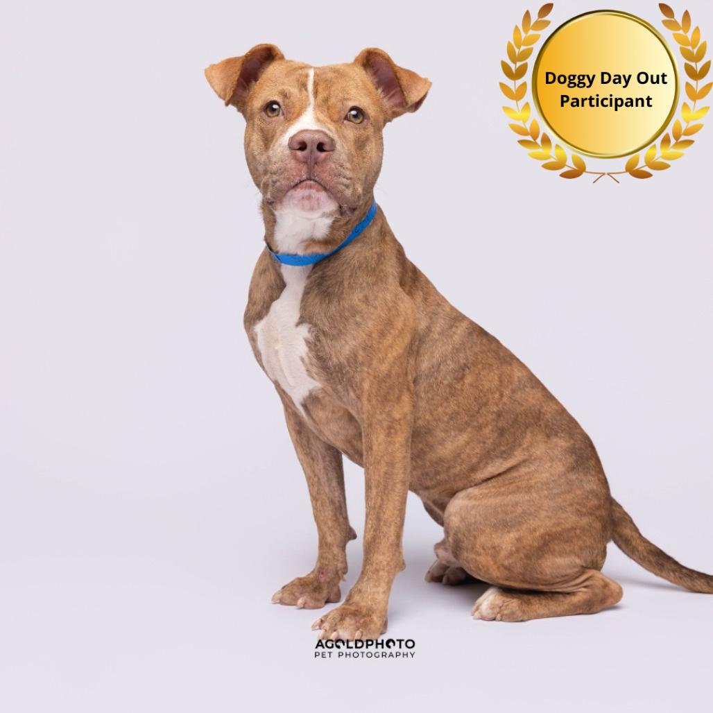 Enlarge Snoopy Jay, a Adoptable mixed breed in Tampa, FL image 2/3