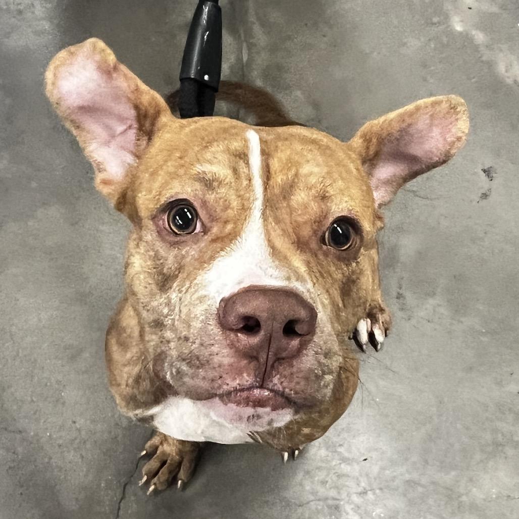 Enlarge Snoopy Jay, a Adoptable mixed breed in Tampa, FL image 3/3