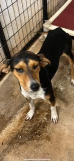 Enlarge Princess, a Adoptable Hound in Fairfield Bay, AR image 1/1