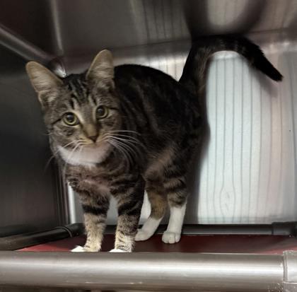 Hanna, Adoptable, Adult Female Domestic Short Hair & Domestic Short Hair.