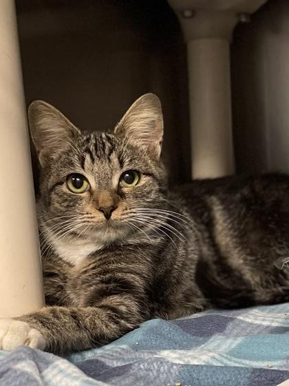 Enlarge Hanna, a Adoptable mixed breed in Reidsville, NC image 2/2