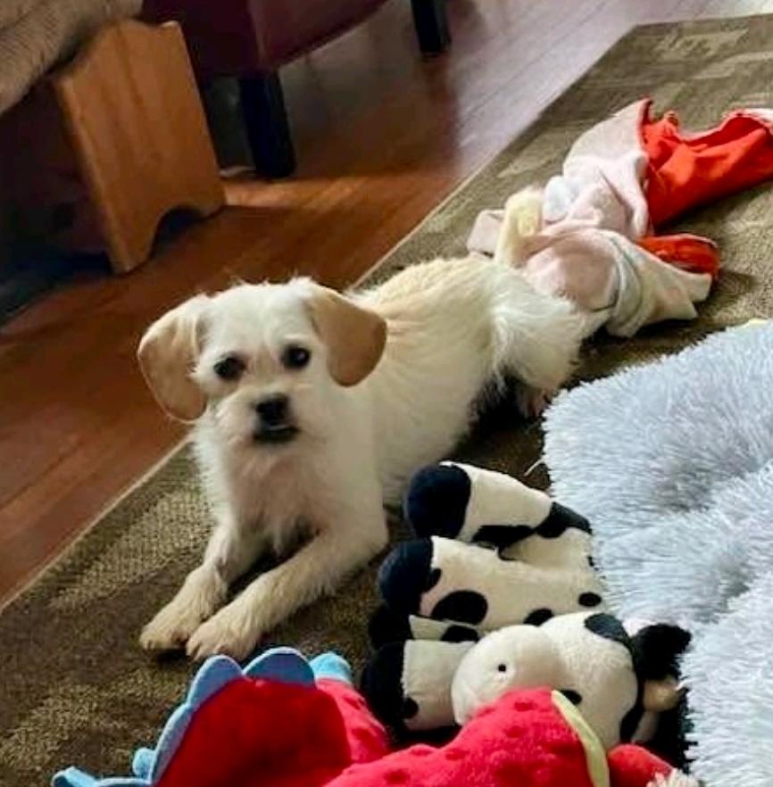 Enlarge Mr Scruffy-Puggle(pug/beagle)/terrier mix, a ADOPTABLE mixed breed in Torrington, CT image 2/5