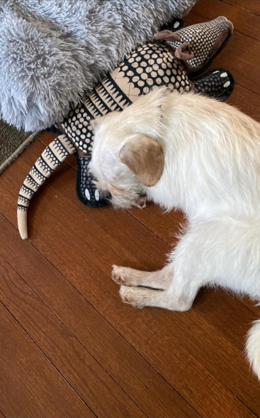 Enlarge Mr Scruffy, a ADOPTABLE mixed breed in Torrington, CT image 3/4