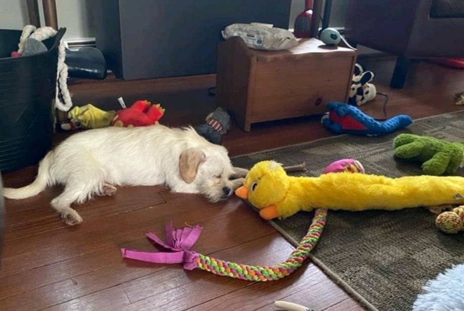 Enlarge Mr Scruffy, a ADOPTABLE mixed breed in Torrington, CT image 2/4