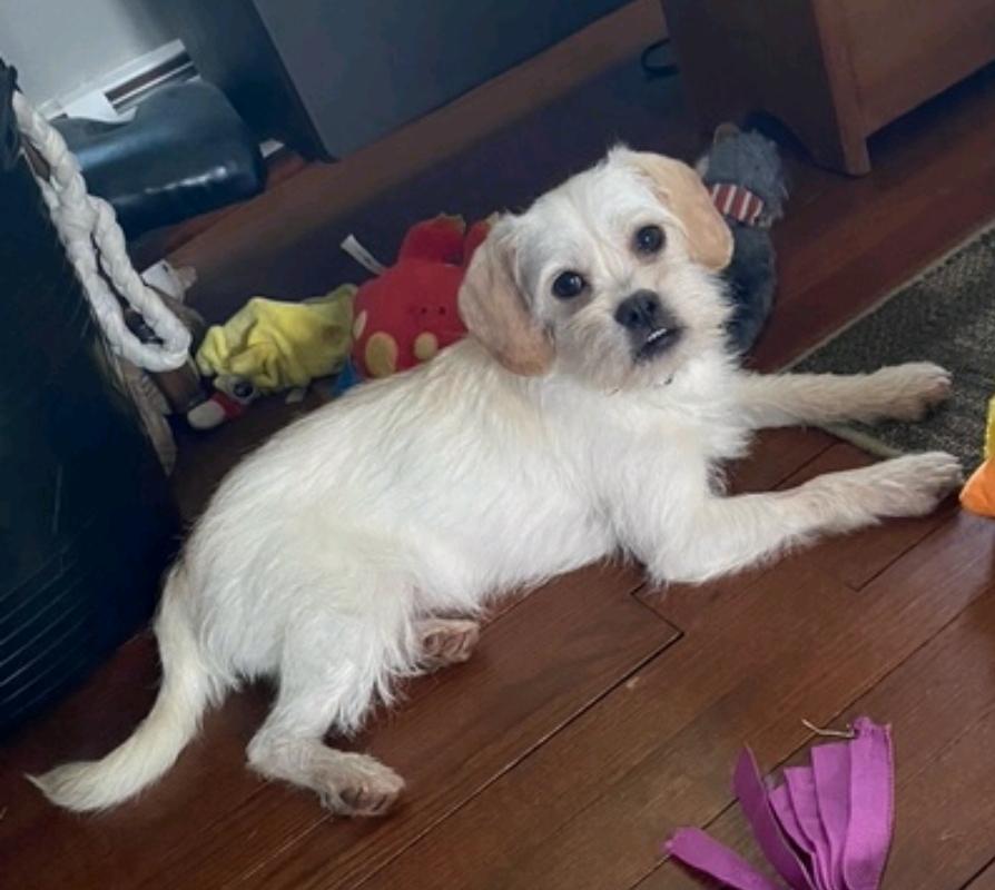 Enlarge Mr Scruffy, a ADOPTABLE mixed breed in Torrington, CT image 4/4