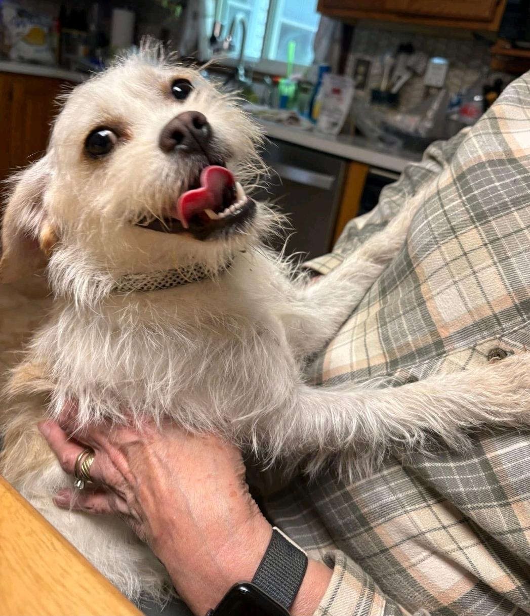 Enlarge Scruffy-Puggle(pug/beagle)/mini schnauzer(Partially sponsored fee), a ADOPTABLE mixed breed in Torrington, CT image 1/6