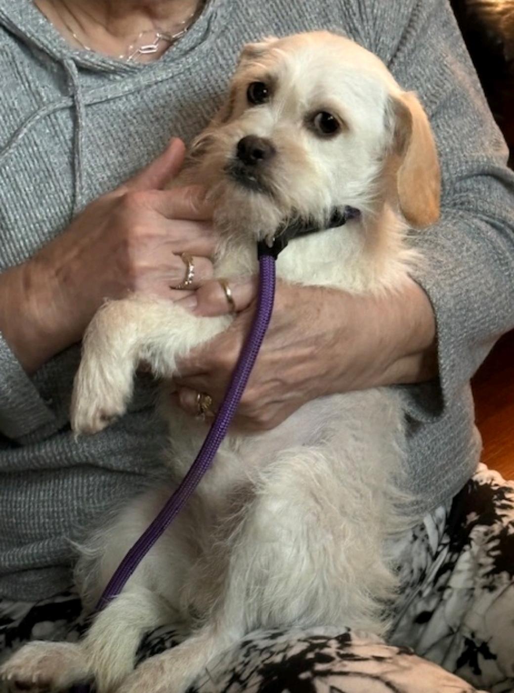 Mr Scruffy, ADOPTABLE, Young Male Terrier & Puggle.