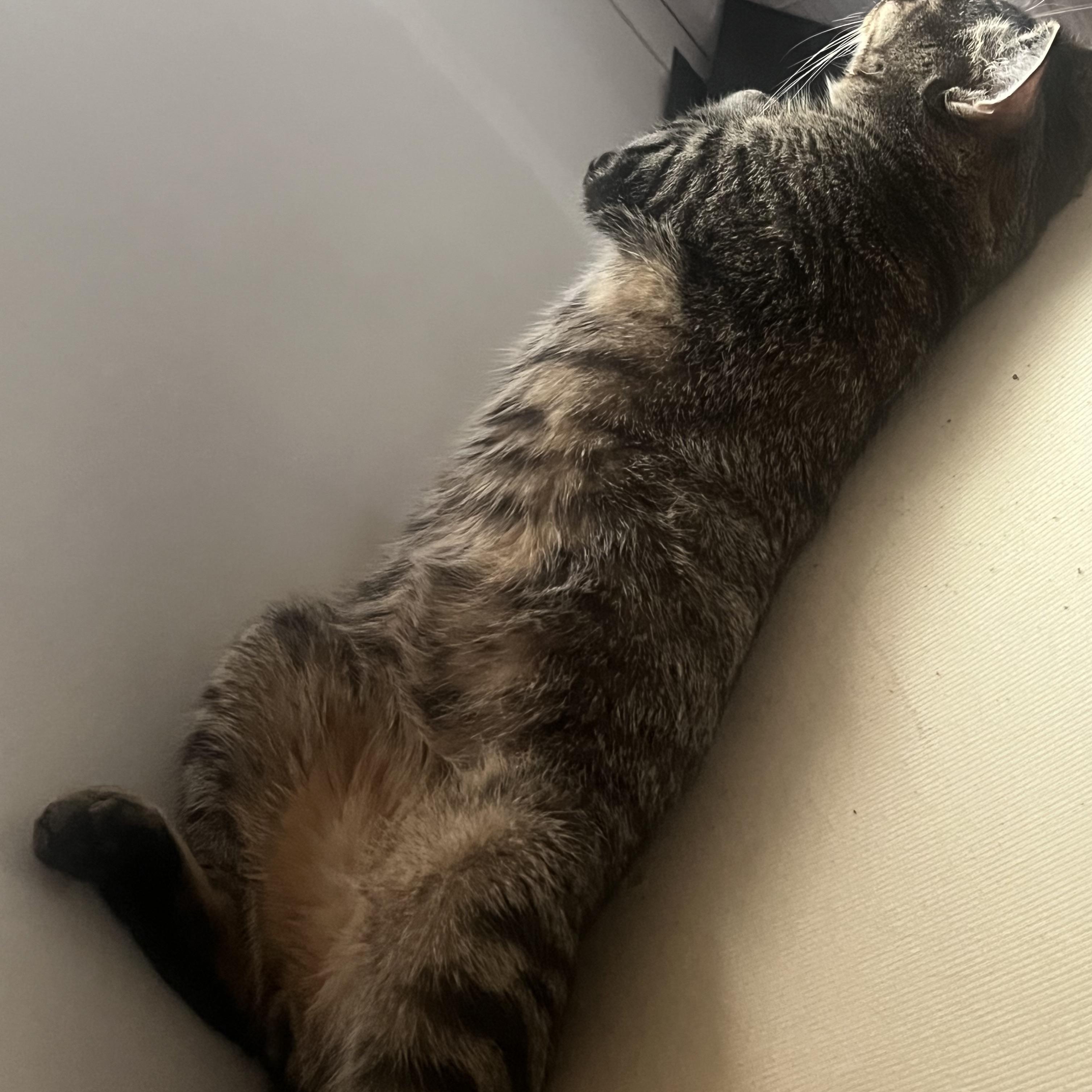 Enlarge PETE 111, a Adoptable Domestic Short Hair in Pittsburgh, PA image 2/4