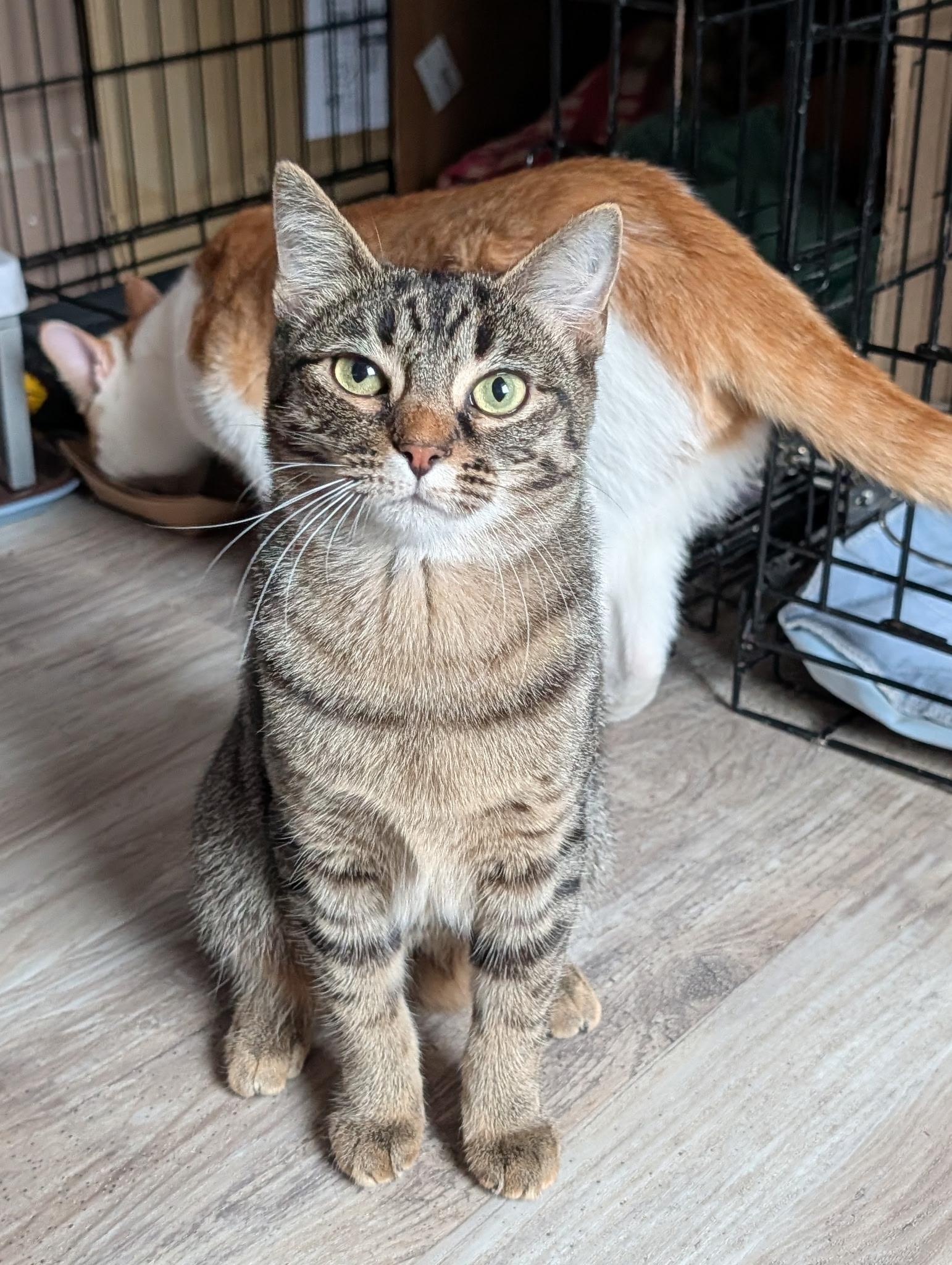 Enlarge PETE 111, a Adoptable Domestic Short Hair in Pittsburgh, PA image 1/4