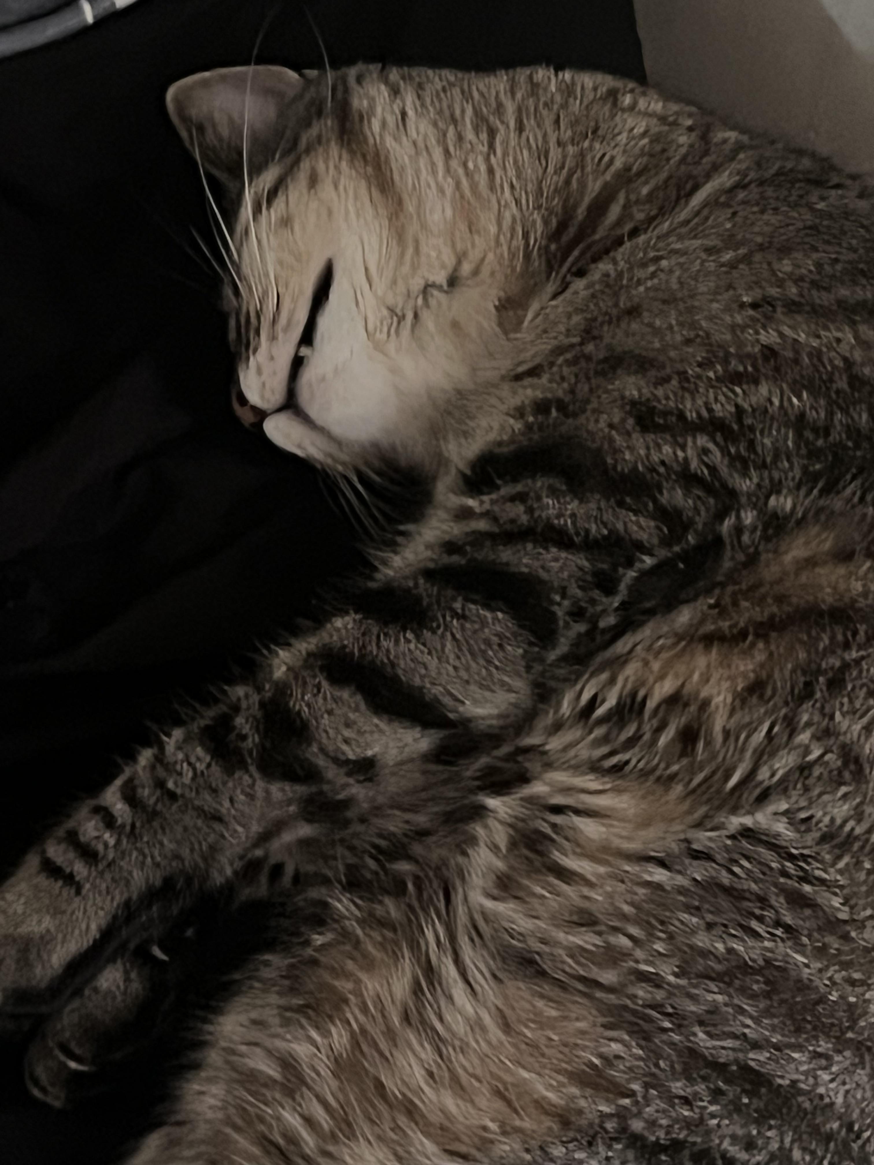 Enlarge PETE 111, a Adoptable Domestic Short Hair in Pittsburgh, PA image 3/4