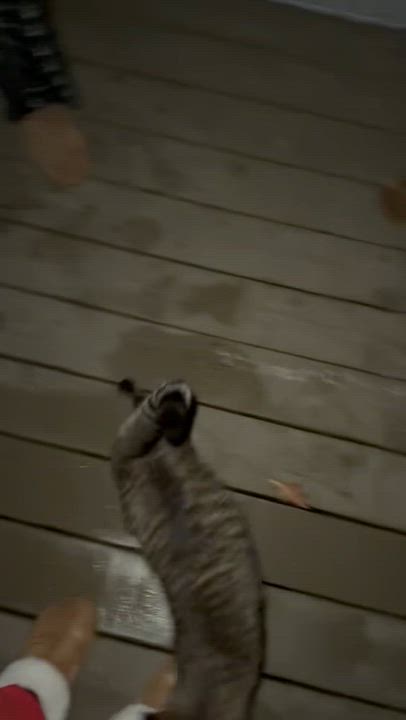 Enlarge PETE 111, a Adoptable Domestic Short Hair in Pittsburgh, PA video 4/4